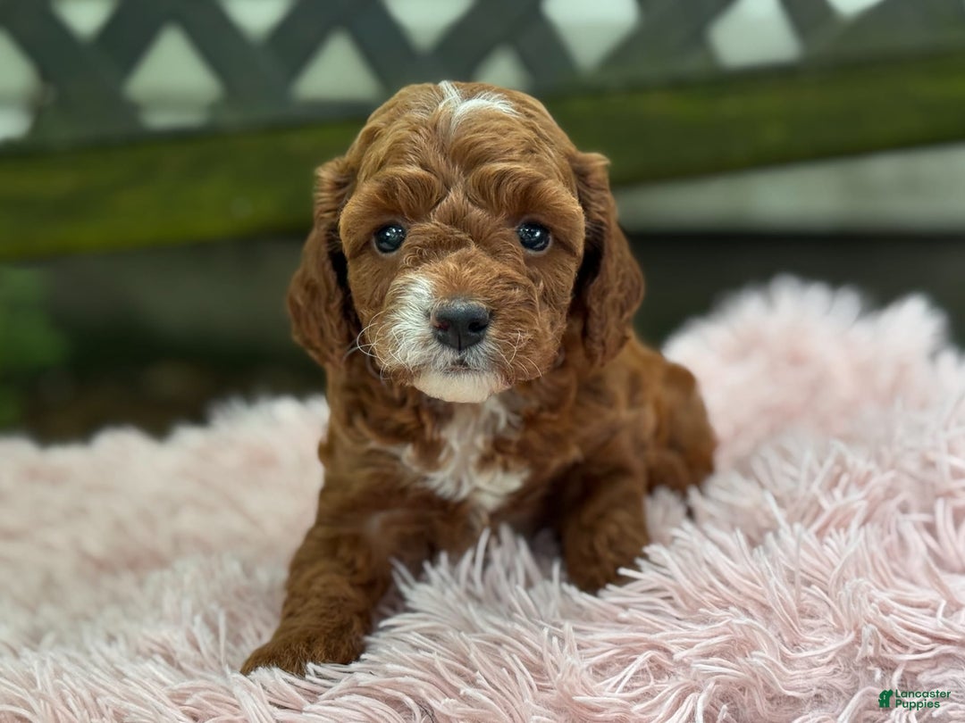 Cavapoo dogs for sale: Bella - Image 10