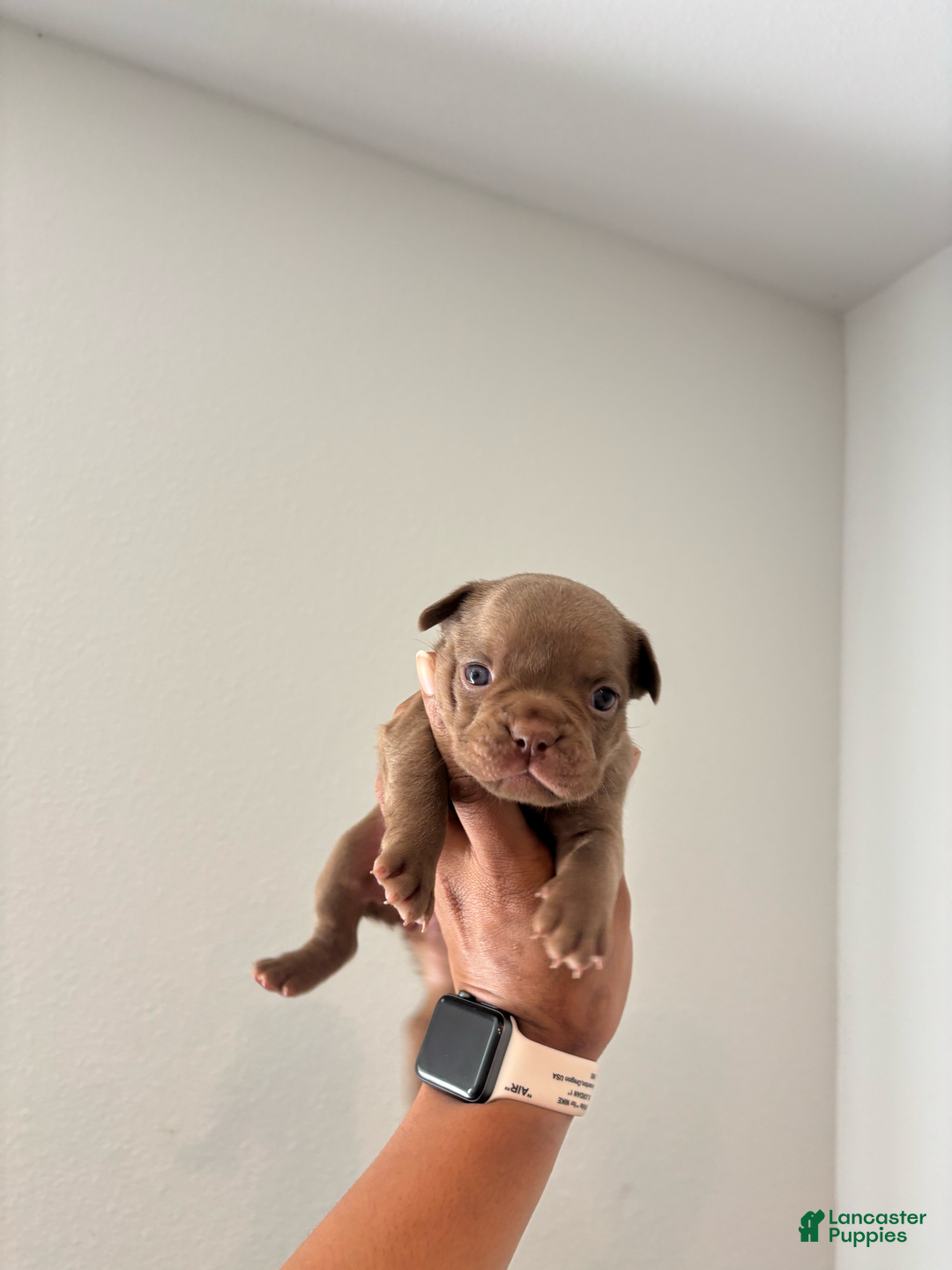 French Bulldog dogs for sale: Rajahie - Image 1