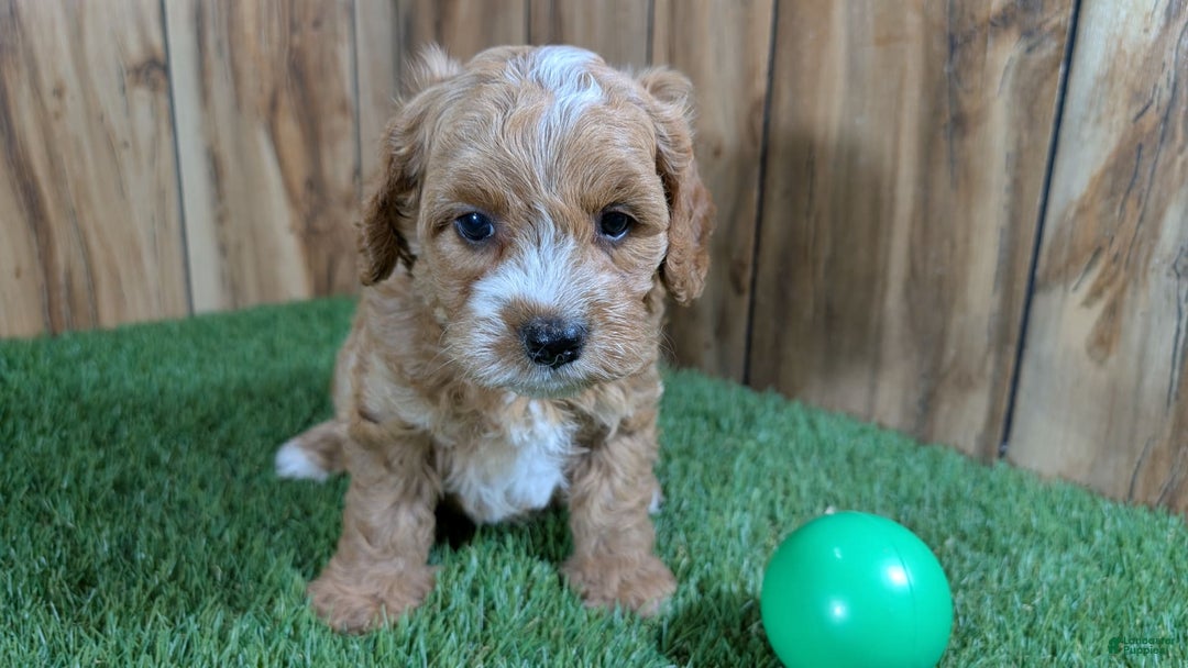 Cavapoo dogs for sale: Milly Boy 3 - Image 1