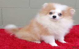 Pomeranian dogs for sale: Simon - Image 8