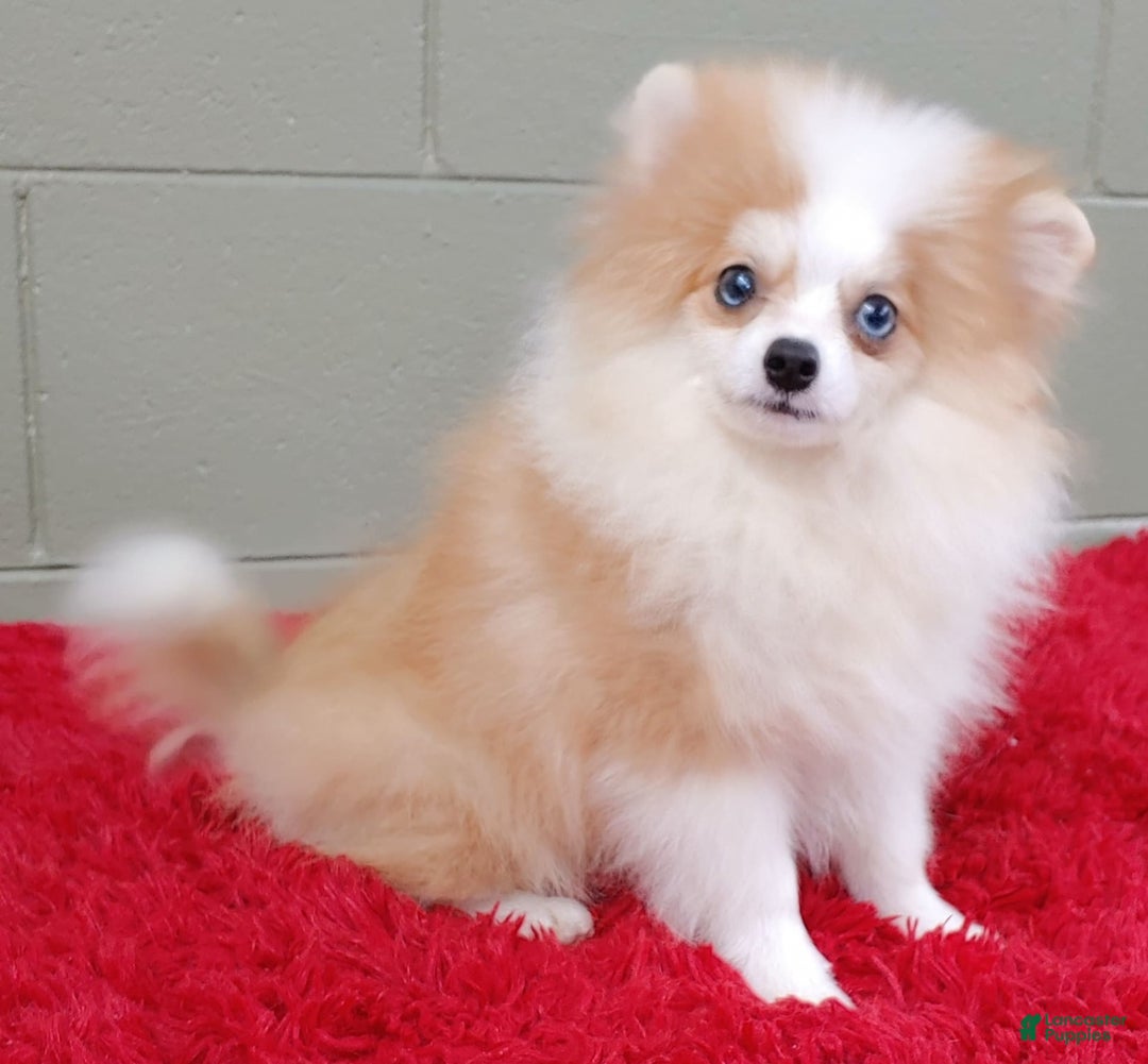 Pomeranian dogs for sale: Simon - Image 8