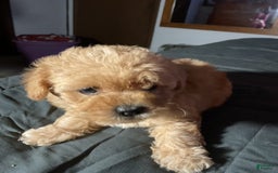 Cockapoo dogs for sale: Bonnie - Image 2