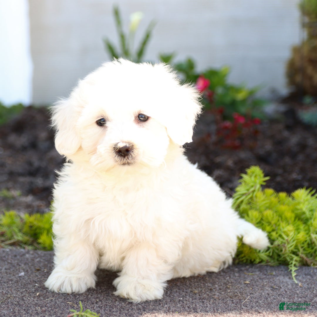 Maltipoo dogs for sale: Ivory - Image 3