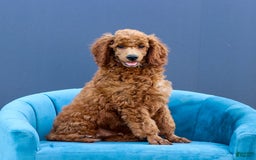 Standard Poodle dogs for sale: Reul - Image 13