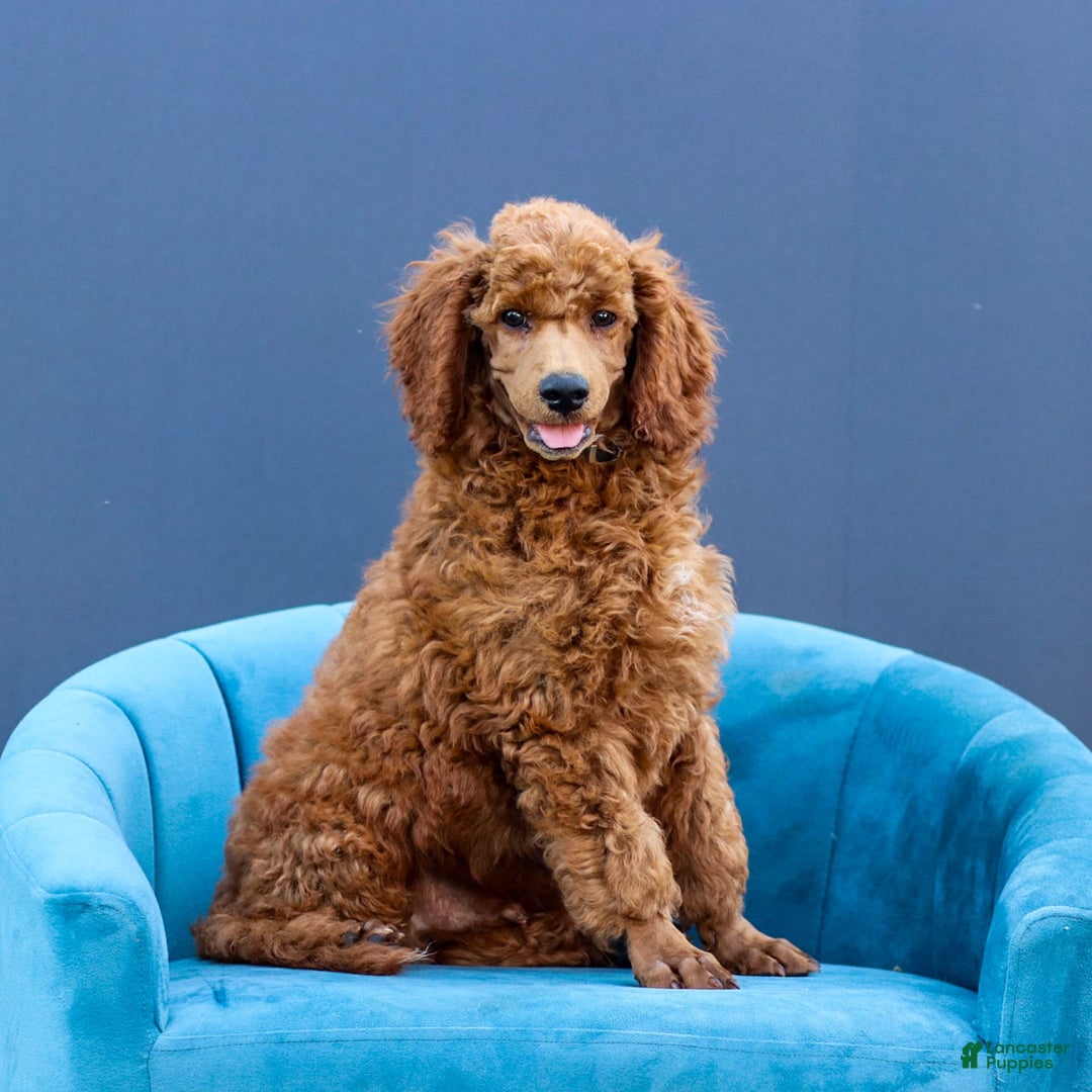 Standard Poodle dogs for sale: Reul - Image 13