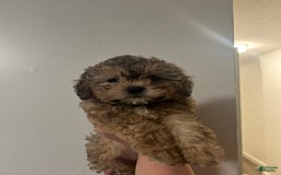 Shihpoo dogs for sale: Phoebe - Image 2