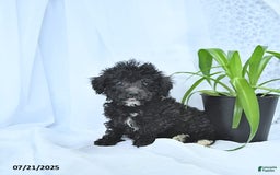 Mini Goldendoodle dogs for sale: Karter - Image 10