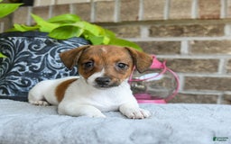 Jack Russell Terrier dogs for sale: Dixie - Image 2