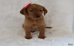 Labrador Retriever dogs for sale: Molly - Image 1