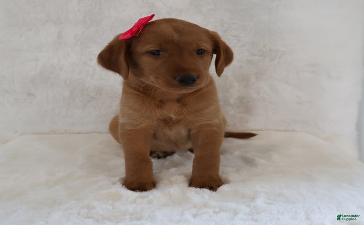 Labrador Retriever dogs for sale - Ad 1