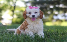 Cavapoo dogs for sale: Lola - Image 6