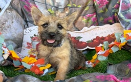 Cairn Terrier dogs for sale: Captain - Image 7