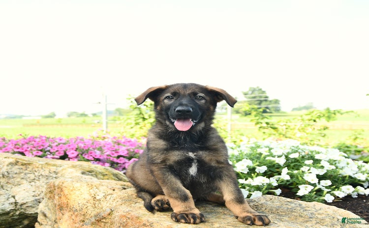 German Shepherd dogs - Advert 22