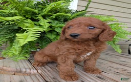 Mini Goldendoodle dogs for sale: Mini -coner - Image 27