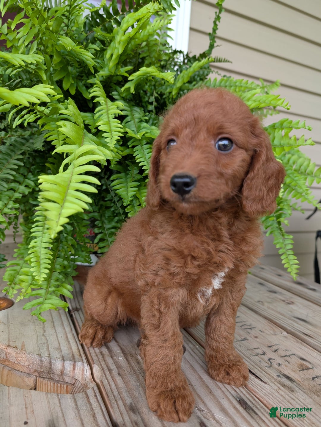 Mini Goldendoodle dogs for sale: Mini -coner - Image 27