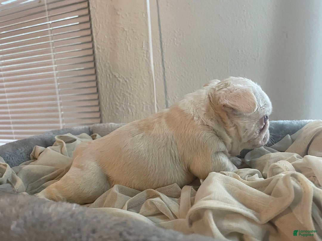 French Bulldog dogs for sale: Yang - Image 5