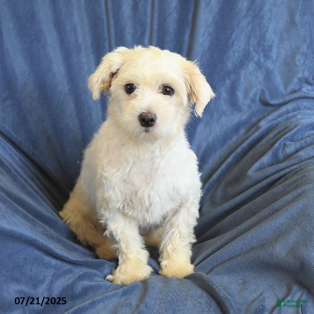 Maltese dogs for sale: Claire - Image 6