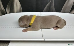 American Bully dogs for sale: Tweety Bird - Image 5