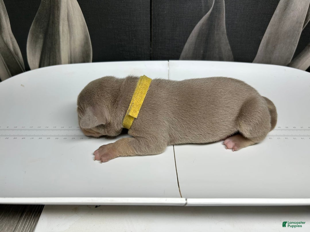 American Bully dogs for sale: Tweety Bird - Image 5