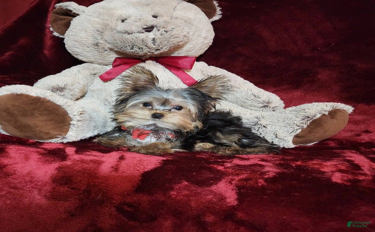 Yorkshire Terrier dogs for sale - Ad 3