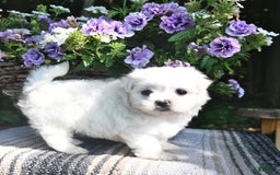 Maltese dogs for sale: Kyler - Image 2