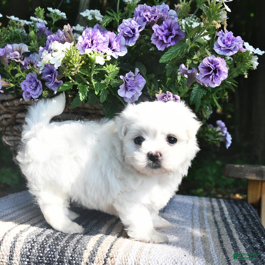 Maltese dogs for sale: Kyler - Image 2