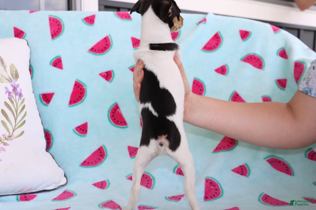 Toy Fox Terrier dogs for sale: Ranae - Image 3
