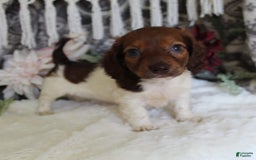 Miniature Dachshund dogs for sale: Gloria - Image 11
