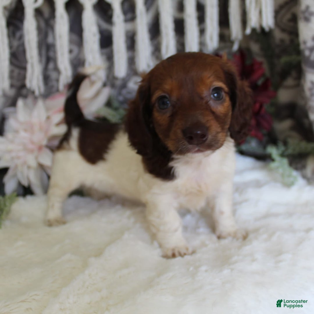 Miniature Dachshund dogs for sale: Gloria - Image 11