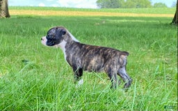 Boxer dogs for sale: River - Image 8