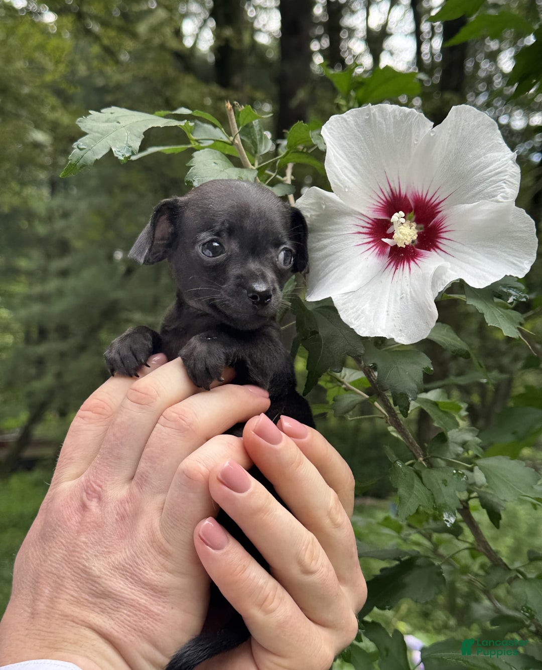 Chihuahua dogs for sale: Black Pearl - Image 1