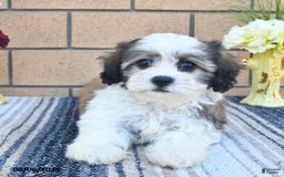 Teddy Bear dogs for sale: Teddy Bear 5 puppies - Image 2