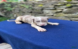American Bully dogs for sale: Hot Head / Deja Vu - Image 8