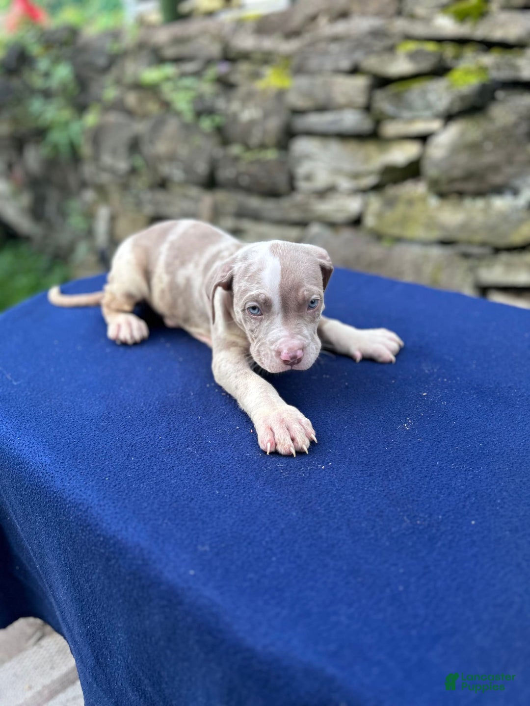 American Bully dogs for sale: Hot Head / Deja Vu - Image 8