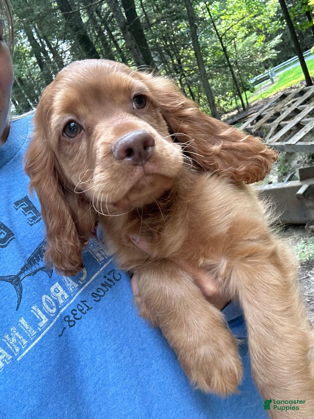 Cocker Spaniel dogs for sale: Maxie - Image 8