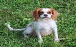 Cavalier King Charles Spaniel dogs for sale: Sage - Image 18