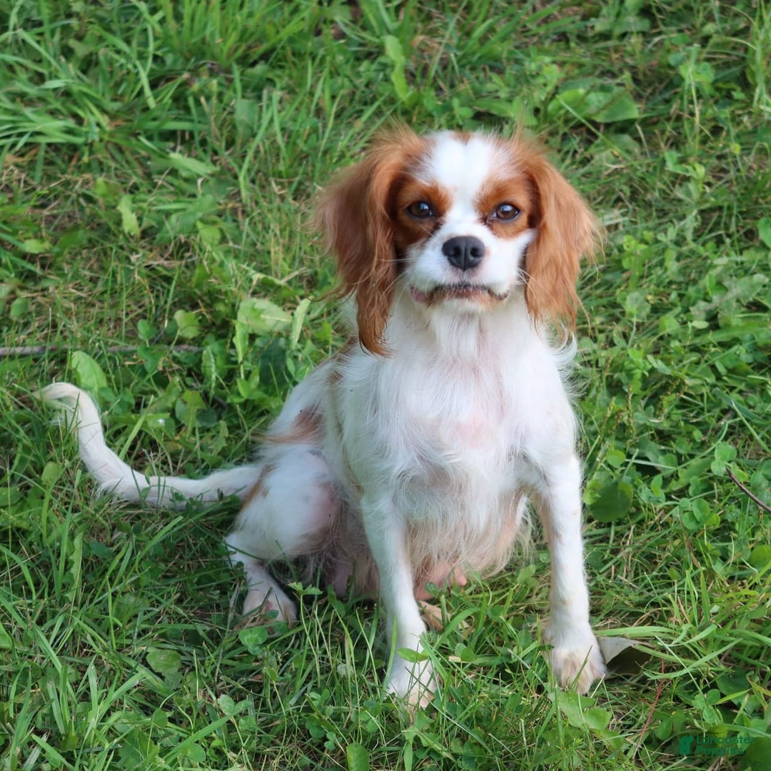 Cavalier King Charles Spaniel dogs for sale: Sage - Image 18