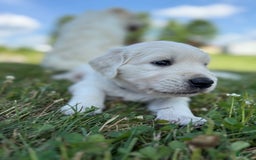 Golden Retriever dogs for sale: Black - Image 1