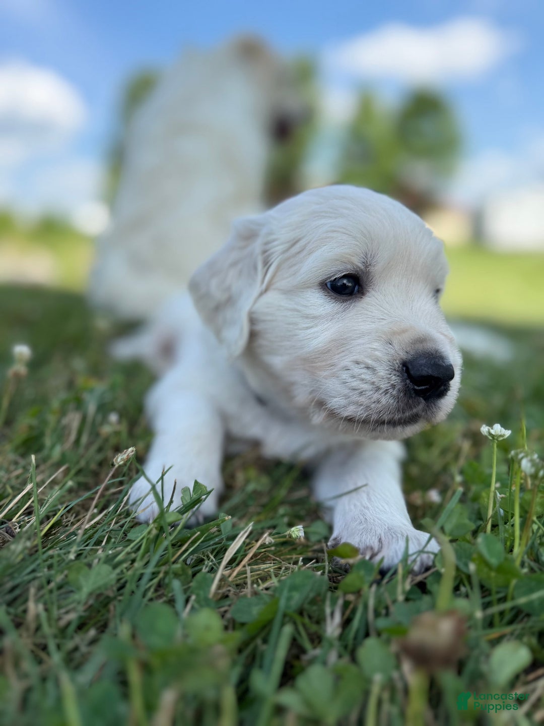 Golden Retriever dogs for sale: Black - Image 1