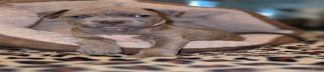 Zo