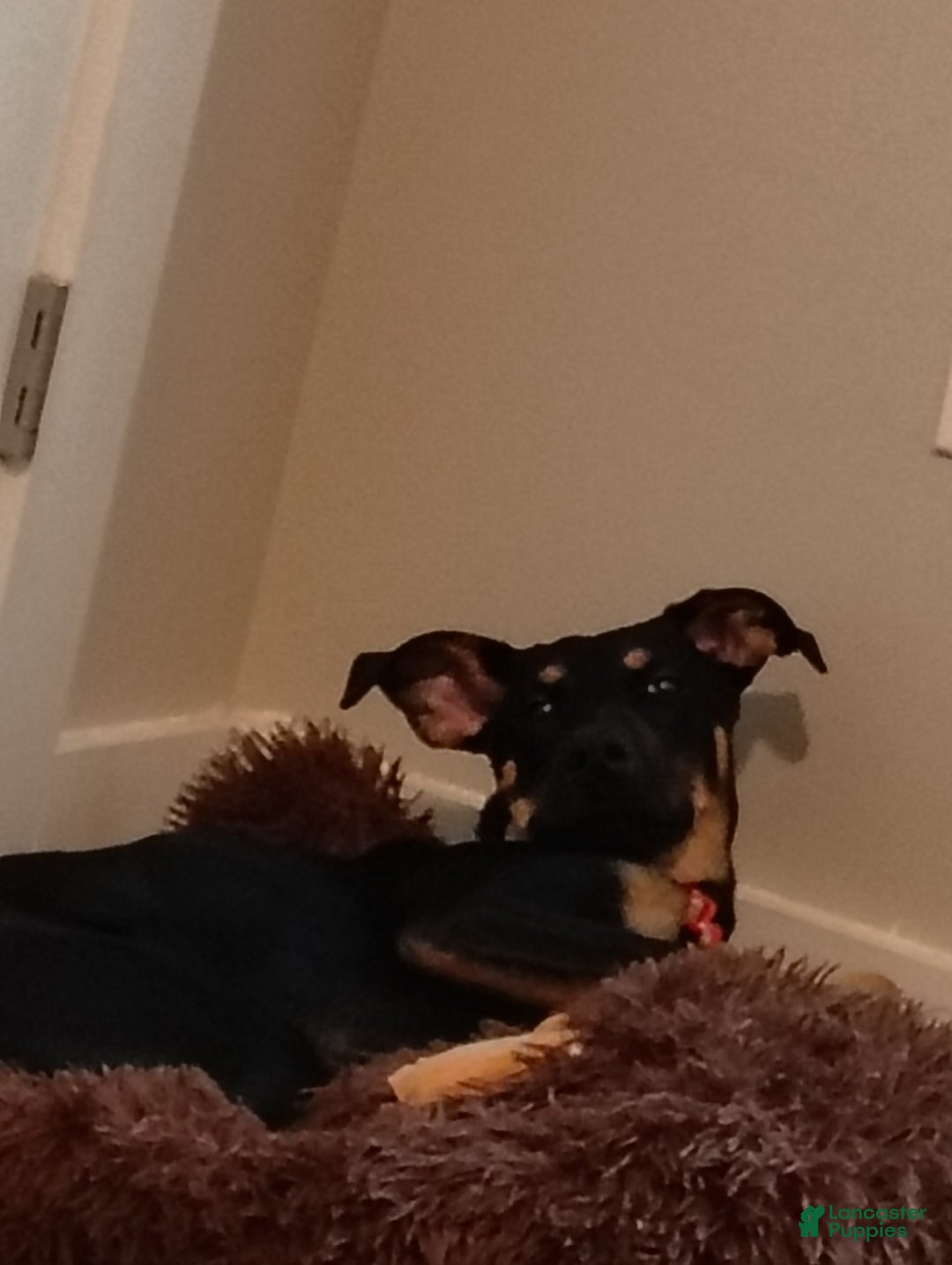 Doberman Pinscher dogs for sale: Fierren - Image 1