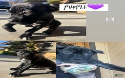 Cane Corso dogs for sale: Purple - Image 1