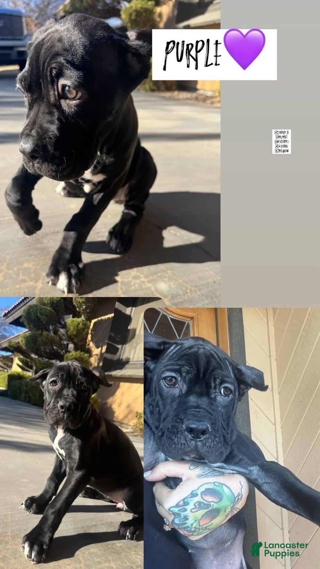 Cane Corso dogs for sale: Purple - Image 1
