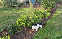 Chihuahua dogs for sale: Puddle - Image 12
