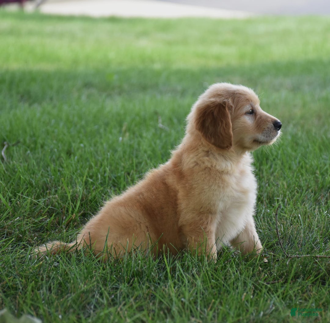 Golden Retriever dogs for sale: Golden Retriever 8 puppies - Image 15