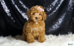 Toy Poodle dogs for sale: Patience - Image 3