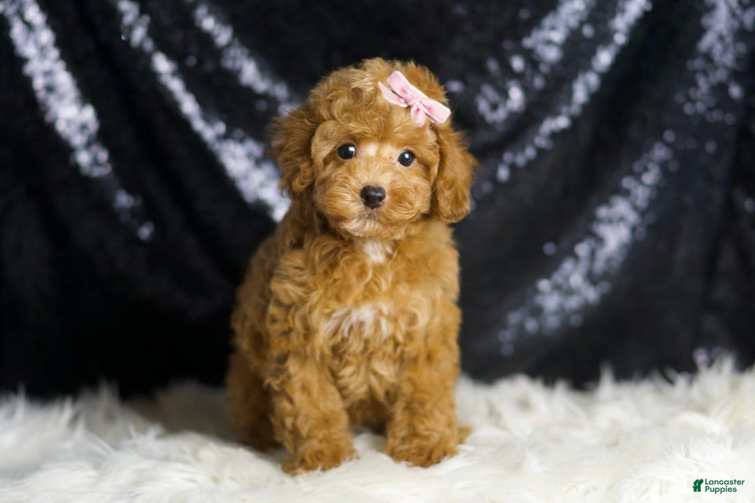 Toy Poodle dogs for sale: Patience - Image 3
