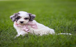 Goldendoodle dogs for sale: Oakland - Image 12