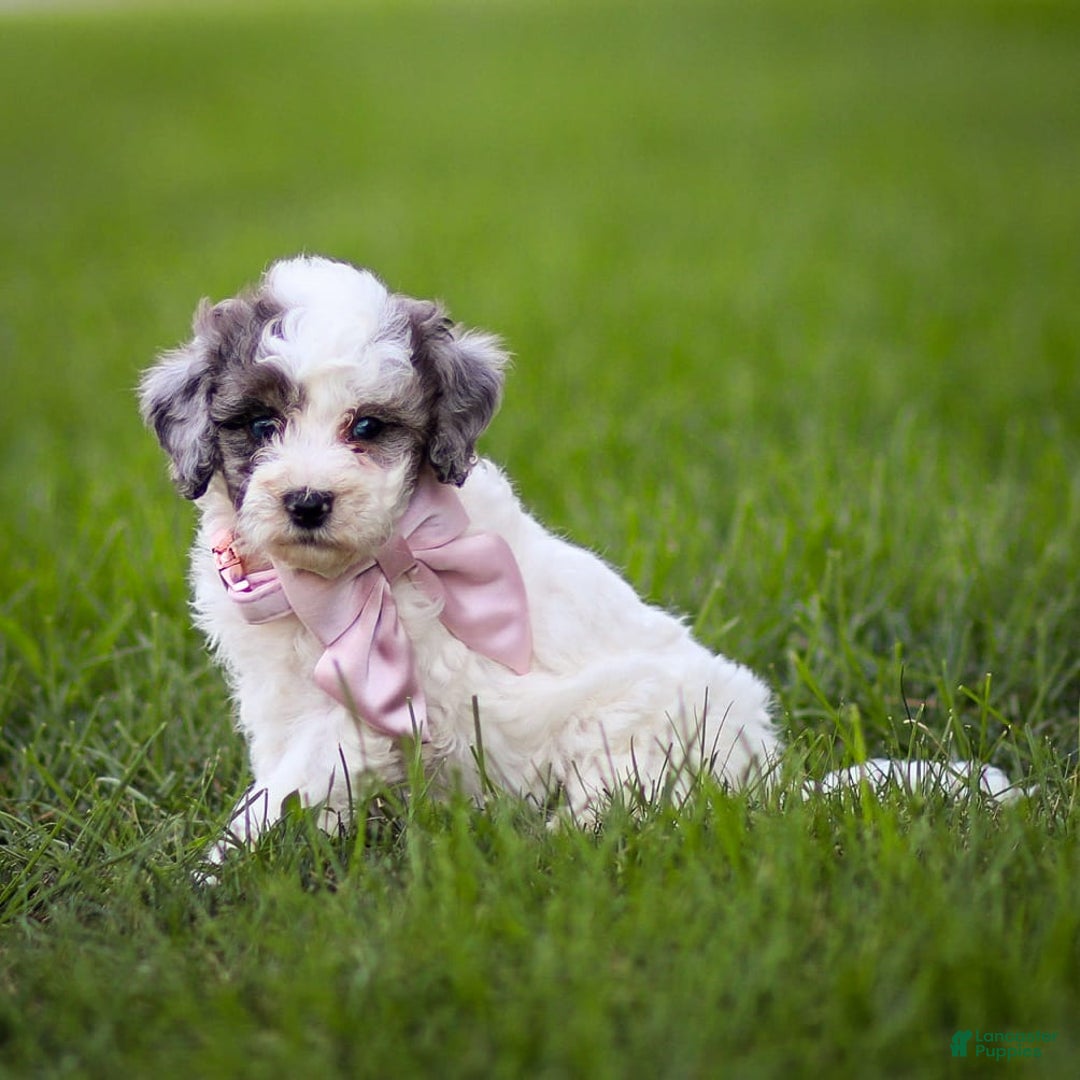 Goldendoodle dogs for sale: Oakland - Image 12