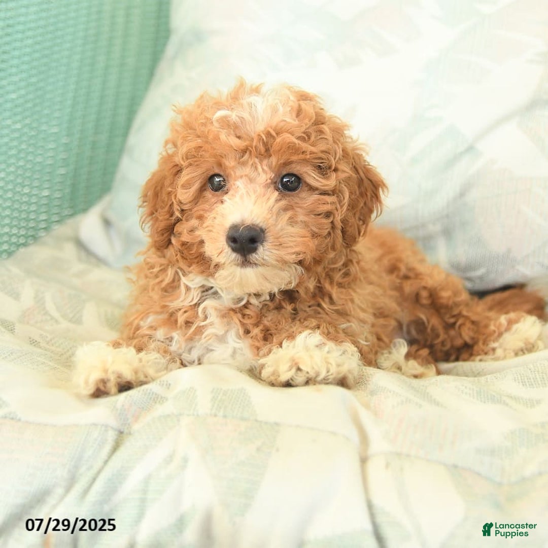 Maltipoo dogs for sale: Loyal - Image 7